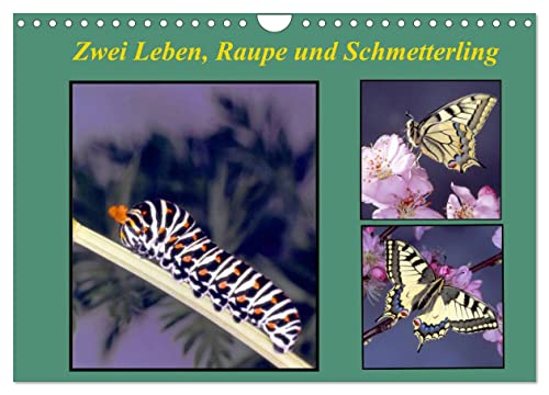 Zwei Leben, Raupe und Schmetterling (Wandkalender 2026 DIN A4 quer), CALVENDO Monatskalender von CALVENDO