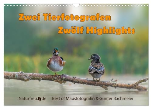 Zwei Tierfotografen Zwölf Highlights (Wandkalender 2026 DIN A3 quer), CALVENDO Monatskalender von CALVENDO