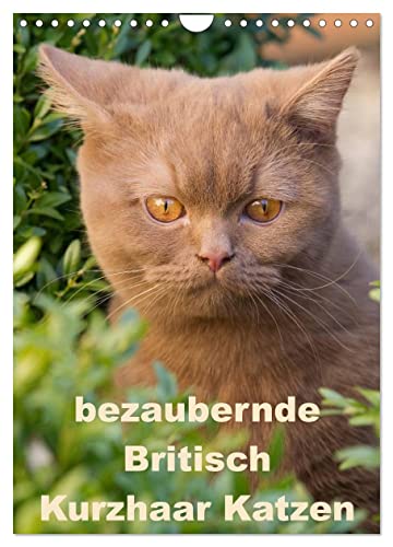 bezaubernde Britisch Kurzhaar Katzen (Wandkalender 2025 DIN A4 hoch), CALVENDO Monatskalender von CALVENDO