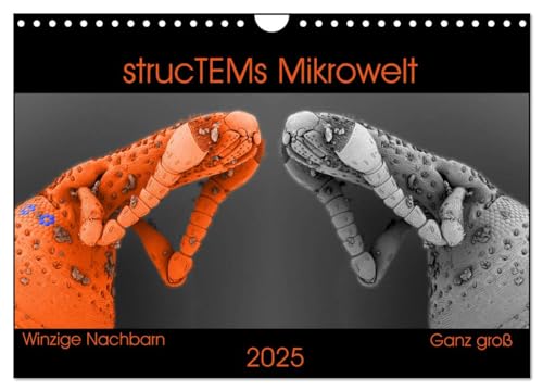strucTEMs Mikrowelt - Winzige Nachbarn ganz groß (Wandkalender 2025 DIN A4 quer), CALVENDO Monatskalender von CALVENDO