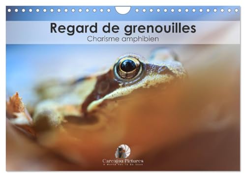 Regard de Grenouilles - Charisme amphibien (Calendrier mural 2025 DIN A4 horizontal), CALVENDO calendrier mensuel von CALVENDO