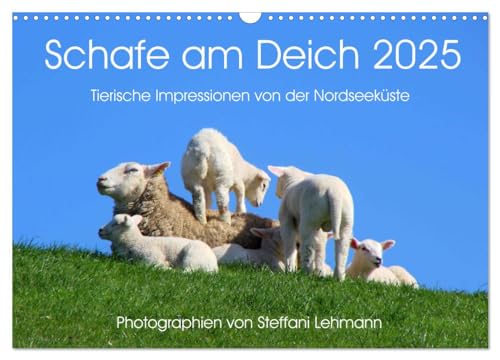 Schafe am Deich 2025. Tierische Impressionen von der Nordseeküste (Wandkalender 2025 DIN A3 quer), CALVENDO Monatskalender von CALVENDO