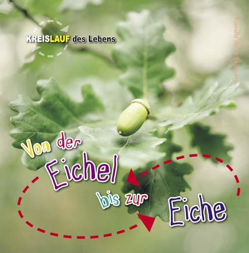 Von der Eichel bis zur Eiche: Kreislauf des Lebens