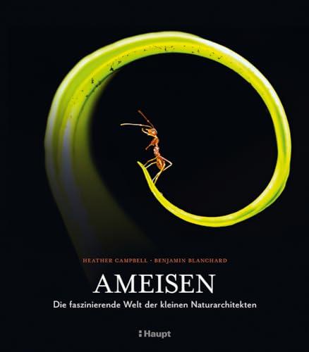 Ameisen: Die faszinierende Welt der kleinen Naturarchitekten Ameisen: Die faszinierende Welt der kleinen Naturarchitekten von Haupt Verlag