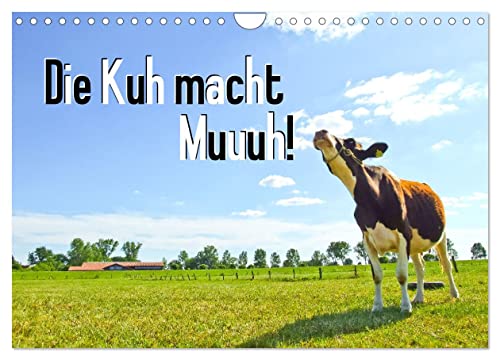 Die Kuh macht Muuuh! (Wandkalender 2024 DIN A4 quer), CALVENDO Monatskalender von CALVENDO