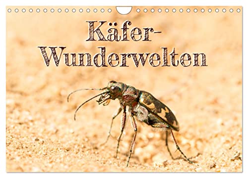 Käfer-Wunderwelten (Wandkalender 2024 DIN A4 quer), CALVENDO Monatskalender von CALVENDO