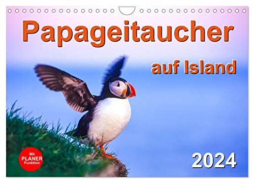 Papageitaucher auf Island (Wandkalender 2024 DIN A4 quer), CALVENDO Monatskalender von CALVENDO