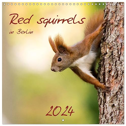 Red squirrels in Berlin (Wandkalender 2024 30x30 cm 30x60 cm geöffnet) CALVENDO Broschürenkalender mit Monatskalendarium zum Eintragen