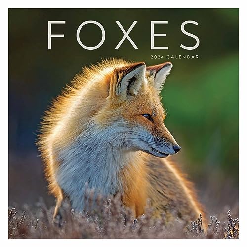 Foxes – Füchse 2024: Original Carousel-Kalender [Mehrsprachig] [Kalender] (Wall-Kalender)