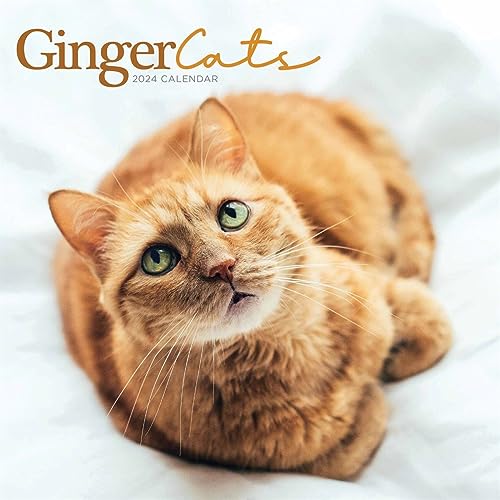Ginger Cats – Rothaarige Katzen 2024: Original Carousel-Kalender [Mehrsprachig] [Kalender] (Wall-Kalender) von Brown Trout-Auslieferer Flechsig