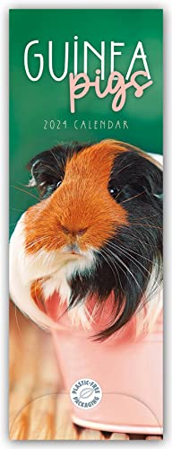 Guniea Pigs – Meerschweinchen 2024 – Slimline-Kalender: Original Carousel Calendar [Mehrsprachig] [Kalender] von Brown Trout-Auslieferer Flechsig