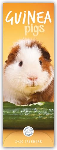 Guniea Pigs – Meerschweinchen 2025 – Slimline-Kalender: Original Carousel Calendar [Mehrsprachig] [Kalender]
