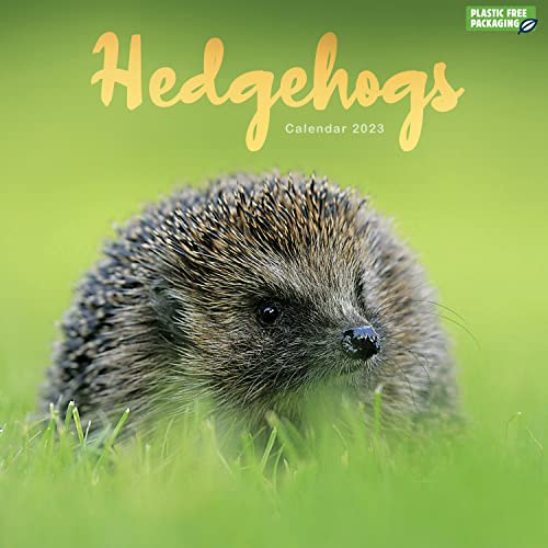 Hedgehogs – Igel 2023: Original Carousel-Kalender [Mehrsprachig] [Kalender] (Wall-Kalender)