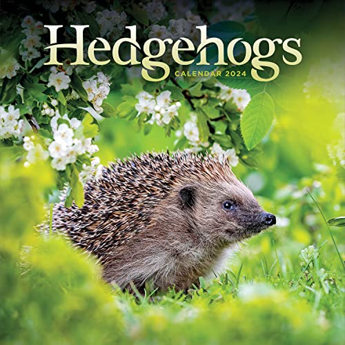 Hedgehogs – Igel 2025: Original Carousel-Kalender [Mehrsprachig] [Kalender] (Wall-Kalender)