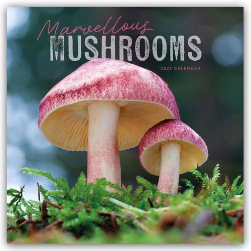 Mushrooms – Pilze 2025 – Wand-Kalender: Original Carousel-Kalender [Mehrsprachig] [Kalender] (Wall-Kalender)