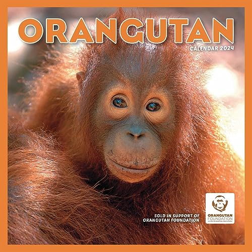 Orangutan – Orang-Utan 2024: Original Carousel-Kalender [Mehrsprachig] [Kalender] (Wall-Kalender) von Brown Trout-Auslieferer Flechsig