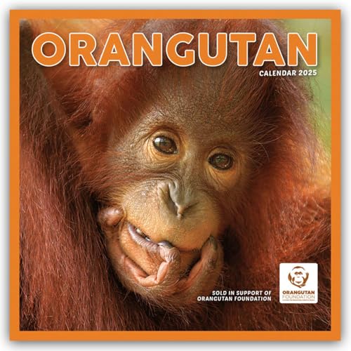 Orangutan – Orang-Utan 2025 – Wand-Kalender: Original Carousel-Kalender [Mehrsprachig] [Kalender] (Wall-Kalender)