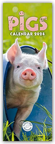 Pigs – Ferkel – Schweinchen 2024 – Slimline-Kalender: Original Carousel Calendar [Mehrsprachig] [Kalender] von Brown Trout-Auslieferer Flechsig