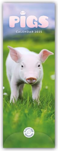 Pigs – Ferkel – Schweinchen 2025 – Slimline-Kalender: Original Carousel Calendar [Mehrsprachig] [Kalender]