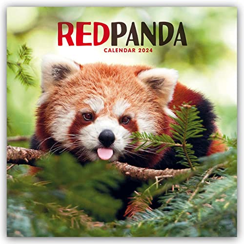 Red Panda – Rote Pandas – Rote Pandabären 2024: Original Carousel-Kalender [Mehrsprachig] [Kalender] (Wall-Kalender) von Brown Trout-Auslieferer Flechsig