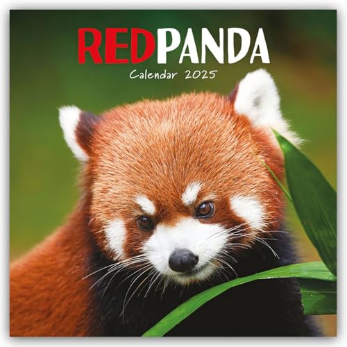 Red Panda – Rote Pandas – Rote Pandabären 2025 – Wand-Kalender: Original Carousel-Kalender [Mehrsprachig] [Kalender] (Wall-Kalender)