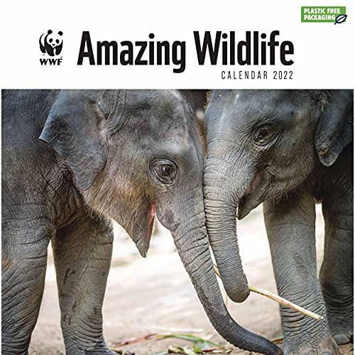 WWF Amazing Wildlife – Faszinierende Tierwelt 2022: Original Carousel-Kalender [Mehrsprachig] [Kalender] (Wall-Kalender) von Brown Trout-Auslieferer Flechsig
