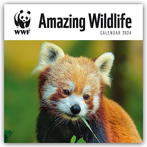 WWF Amazing Wildlife – Faszinierende Tierwelt 2024: Original Carousel-Kalender [Mehrsprachig] [Kalender] (Wall-Kalender) von Brown Trout-Auslieferer Flechsig