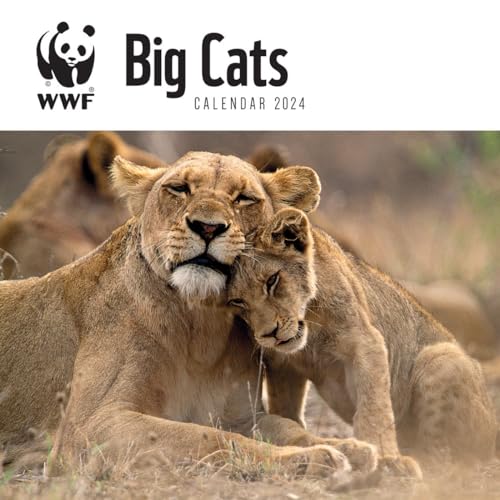WWF Big Cats – Raubkatzen 2024: Original Carousel-Kalender [Mehrsprachig] [Kalender] (Wall-Kalender) von Brown Trout-Auslieferer Flechsig