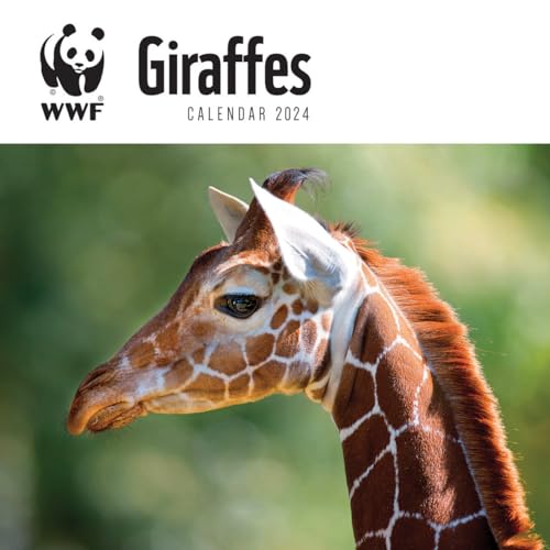 WWF Giraffes – Giraffen 2024: Original Carousel-Kalender [Mehrsprachig] [Kalender] (Wall-Kalender) von Brown Trout-Auslieferer Flechsig
