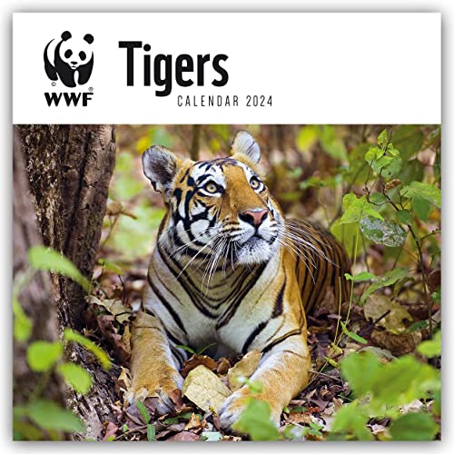 WWF Tigers – Tiger 2024: Original Carousel-Kalender [Mehrsprachig] [Kalender] (Wall-Kalender) von Brown Trout-Auslieferer Flechsig
