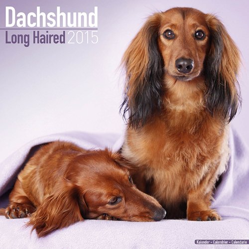 Dachshund (Longhaired) 2015 (Square Wirestitched) von Avonside Publishing Ltd