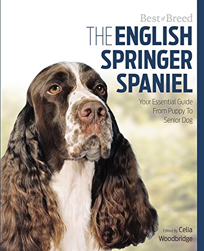 English Springer Spaniel Best of Breed: Your Essential Guide from Puppy to Senior Dog