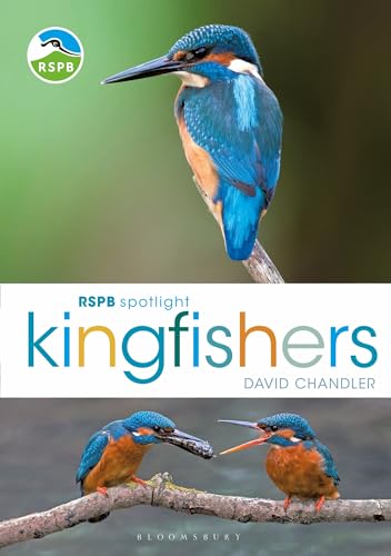 RSPB Spotlight Kingfishers von Bloomsbury