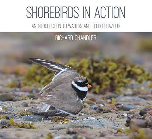 Shorebirds in Action: An Introduction to Waders and Their Behaviour