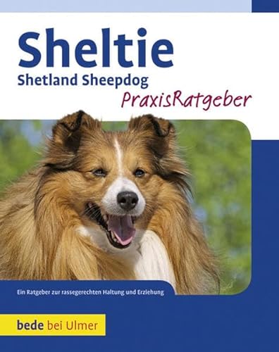 Sheltie: Shetland Sheepdog: Shetland Sheppdog