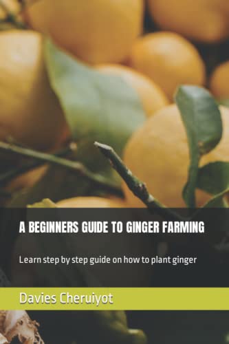 A BEGINNERS GUIDE TO GINGER FARMING: Learn step by step guide on how to plant ginger