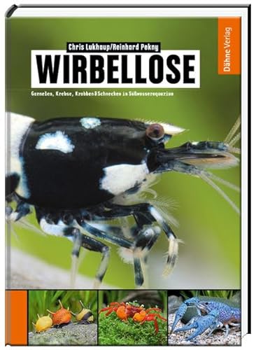 Wirbellose - Garnelen, Krebse, Krabben & Schnecken im Süßwasseraquarium von Daehne Verlag
