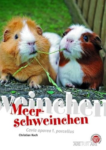 Meerschweinchen: Cavia aperea f. porcellus