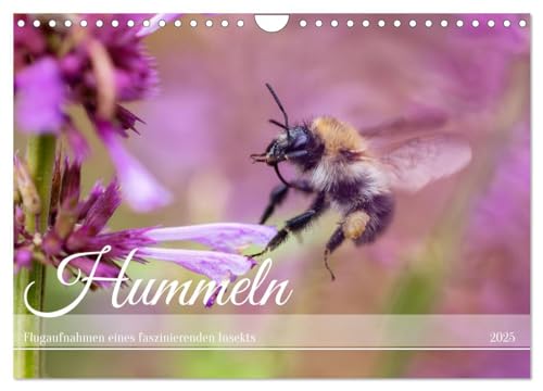 Hummeln - Flugaufnahmen eines faszinierenden Insekts (Wandkalender 2025 DIN A4 quer), CALVENDO Monatskalender