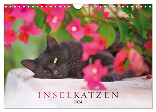 Inselkatzen (Wandkalender 2024 DIN A4 quer), CALVENDO Monatskalender von CALVENDO