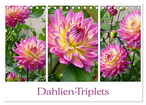 Dahlien-Triplets (Tischkalender 2025 DIN A5 quer), CALVENDO Monatskalender von CALVENDO