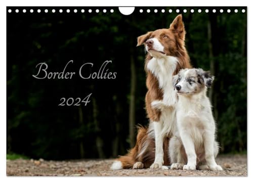 Border Collies 2024 (Wandkalender 2024 DIN A4 quer), CALVENDO Monatskalender: Ein Kalender der die bunte Vielfalt der beliebten Hütehunde präsentiert