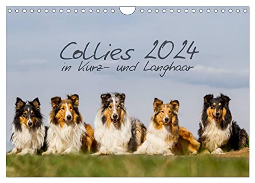 Collies 2024 in Kurz- und Langhaar (Wandkalender 2024 DIN A4 quer), CALVENDO Monatskalender von CALVENDO