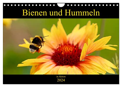 Bienen und Hummeln in Aktion (Wandkalender 2024 DIN A4 quer), CALVENDO Monatskalender von CALVENDO