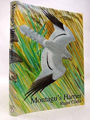 Montagu's Harrier