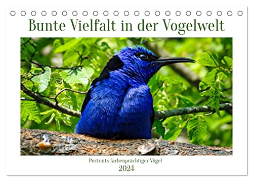 Bunte Vielfalt in der Vogelwelt (Tischkalender 2024 DIN A5 quer), CALVENDO Monatskalender von CALVENDO
