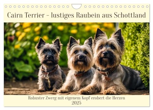 Cairn Terrier - lustiges Raubein aus Schottland (Wandkalender 2025 DIN A4 quer), CALVENDO Monatskalender