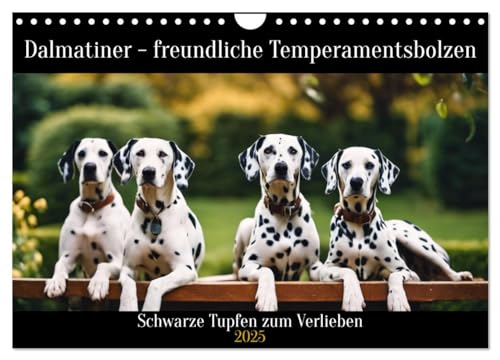 Dalmatiner - freundliche Temperamentsbolzen (Wandkalender 2025 DIN A4 quer), CALVENDO Monatskalender von CALVENDO