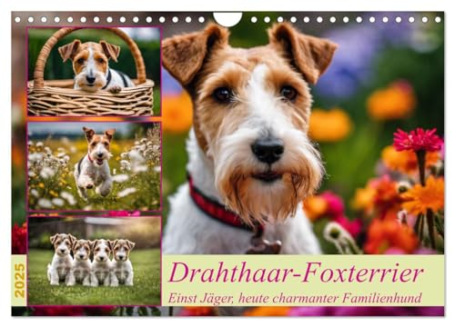 Drahthaar-Foxterrier (Wandkalender 2025 DIN A4 quer), CALVENDO Monatskalender