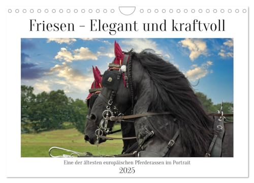 Friesen - elegant und kraftvoll (Wandkalender 2025 DIN A4 quer), CALVENDO Monatskalender